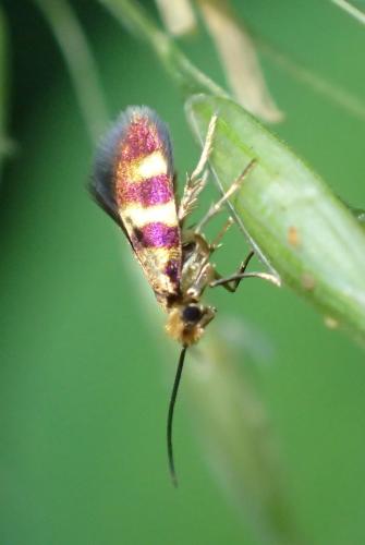 Micropterix aglaella